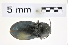 Foto (Dorsalansicht) von Selatosomus (Selatosomus) alekseevi (Dolin & Penev, 1988) (NHMW-ZOO-COL-0008373)